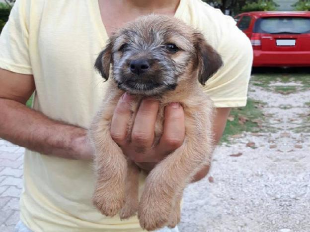 cane_cucciola_castelnuvo_di_farfa_p&f_2