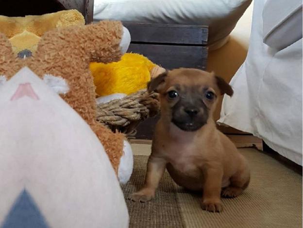 cane_cucciolo_p&f_selci