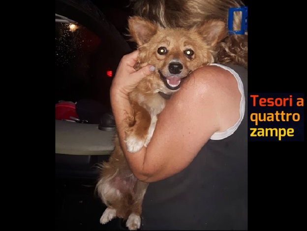 cane_fiano_romano_rita_sinibaldi_raffy