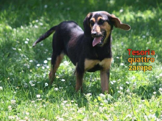 cane_fontecerro_maria_spenk