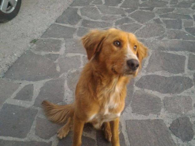 cane_forano_p&f