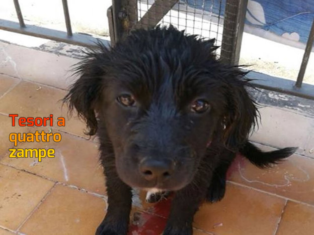 cane_francesca_di_mario_adottato