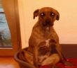 cane_frida_alessia_occhipinti_2_