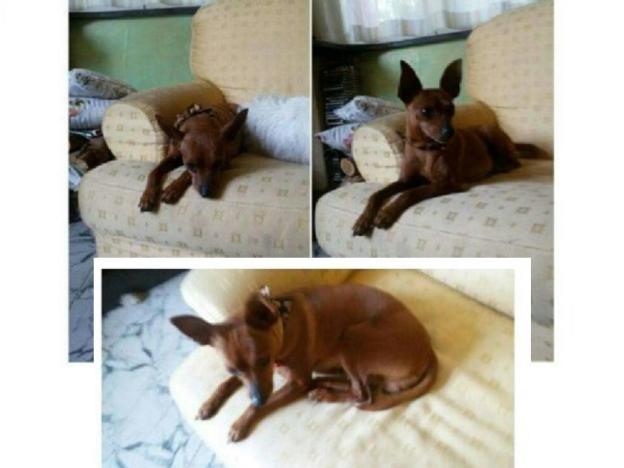 cane_giulia_novelli_nerola