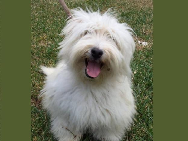 cane_giuseppe_lo_giudice