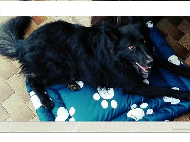 cane_happy_sanitario_adottato