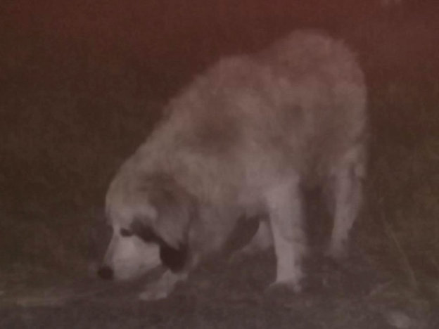 cane_irene_masci_rieti_notte