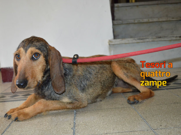 cane_ispida_dammi_una_zampa