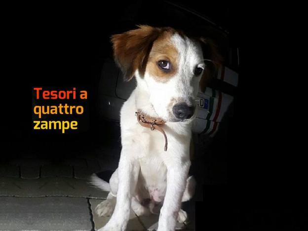 cane_katiuscia_tvb