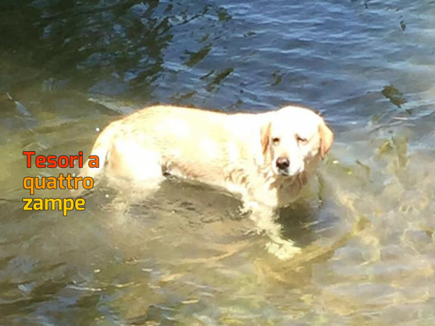 cane_labrador_quattro_stagioni_velino_elisabetta_colasanti