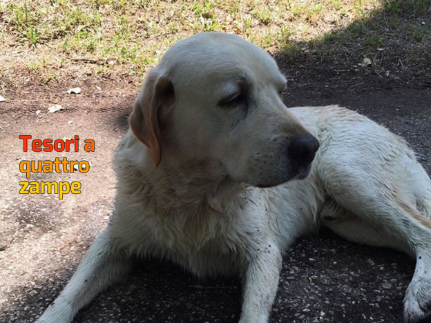cane_labrador_quattro_stagioni_velino_elisabetta_colasanti_2