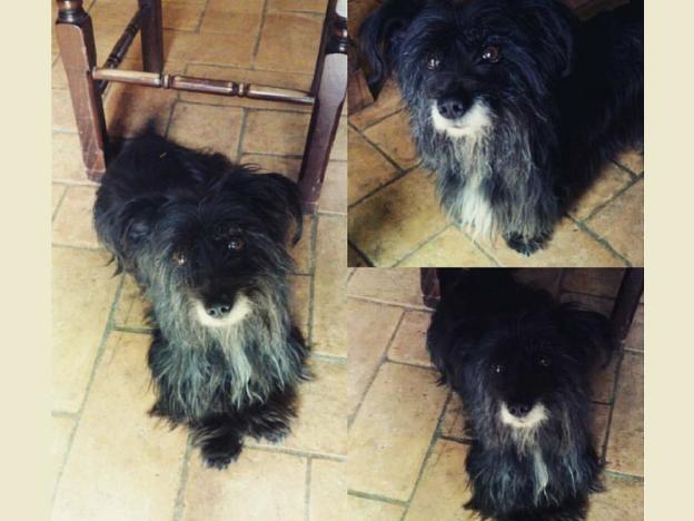 cane_madonna_del_passo