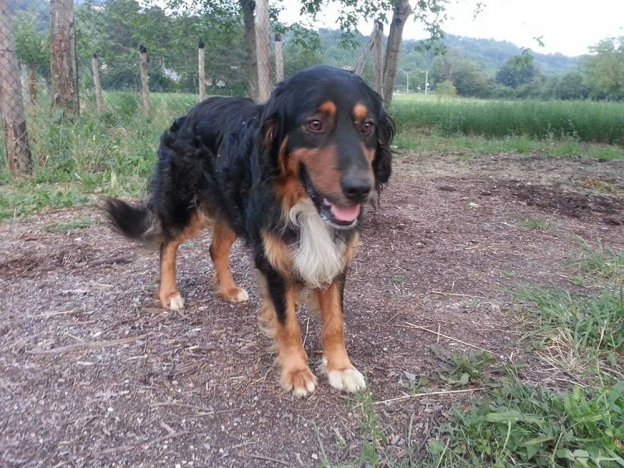 cane_madonna_del_passo_silvia_masci