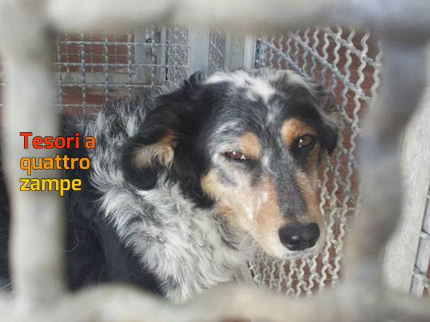 cane_mamma_cuccioli_occhio_chiuso_sanitario_adf