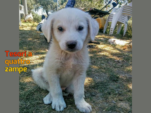 cane_marina_pezzotti_maremmano
