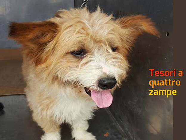 cane_marrone_chiaro_coltodino_sanitario_adf