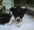 cane_micciani_cittaducale_abbandonato_maria_spenk_