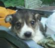 cane_micciani_cittaducale_abbandonato_maria_spenk_2_