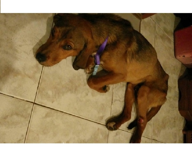 cane_michela_miky_miky_rieti