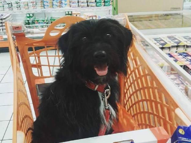cane_milou_sanitario_adottata_ex_louise_adf