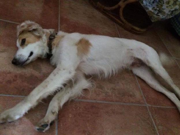 cane_osteria_nuova_femmina_2