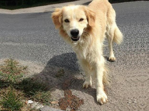 cane_parcheggio_emme_piu_p&f