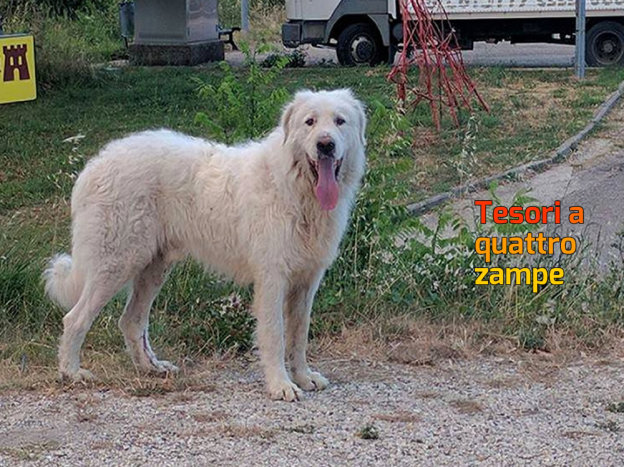 cane_pastore_maremmano_casaprota_elena