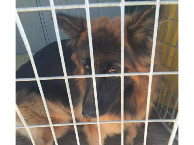 cane_pastore_tedesco_macelletto_sanitario_adf