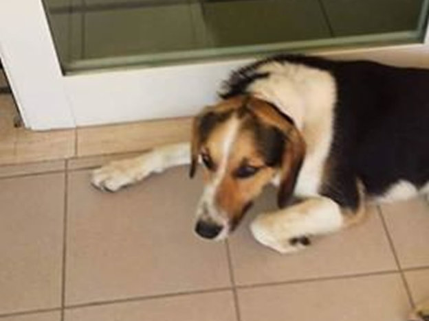 cane_piazza_tevere_adf_3