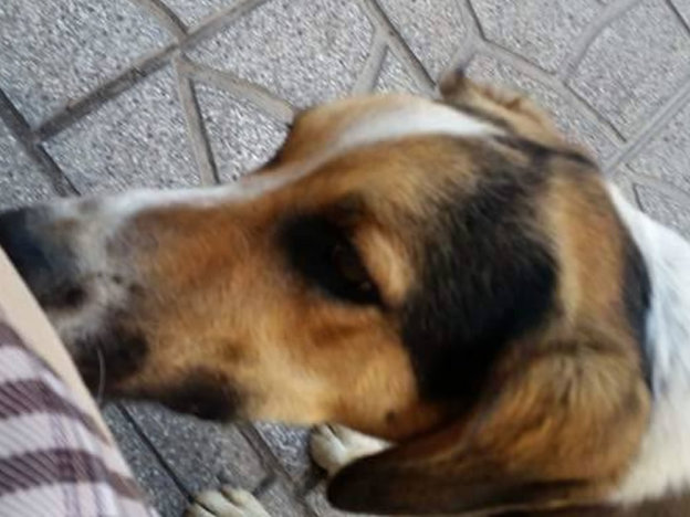 cane_piazza_tevere_adf_4