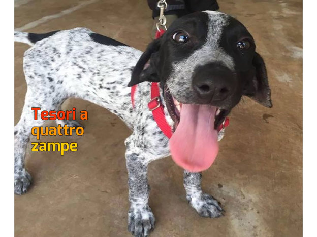 cane_pongo_bari_veteneana_allegra