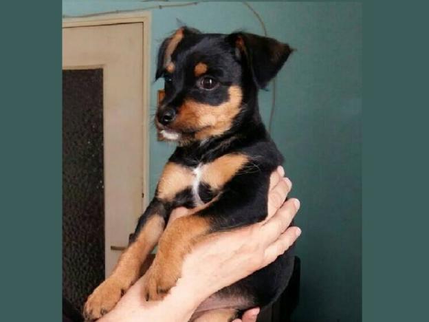 cane_rieti_coop_futura
