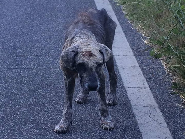 cane_roma_mariastella_vagnozzi_gemma_caroni