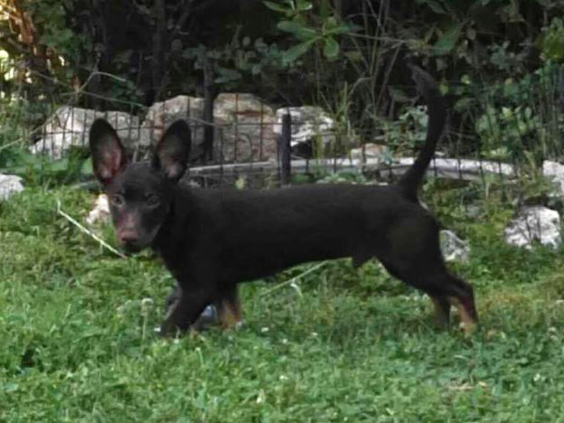 cane_sabina_pipistrello_p&f