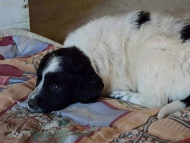 cane_salvia_santoreste_pf-624×468