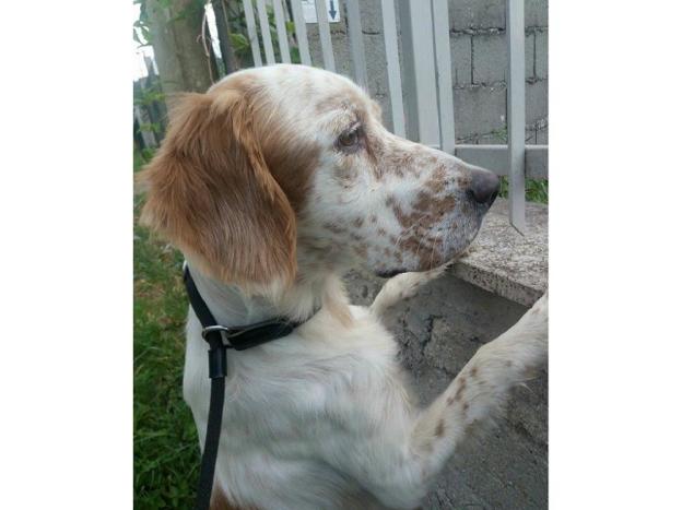 cane_sanitario_adf_200
