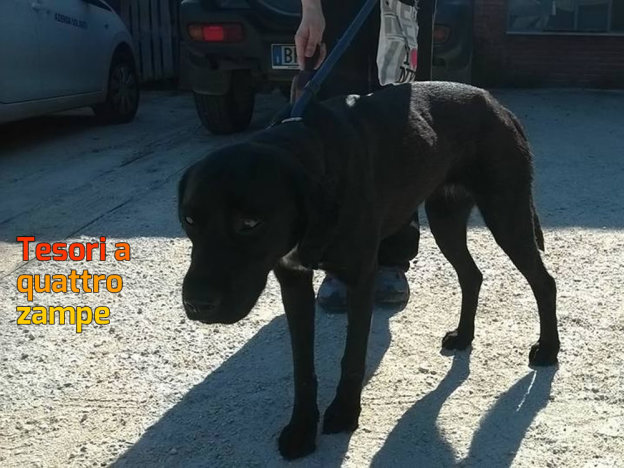 cane_sanitario_femmina_buona_adf
