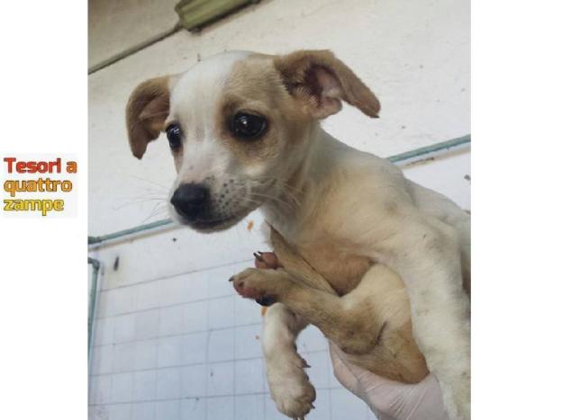 cane_sanitario_taglia_piccola_adf