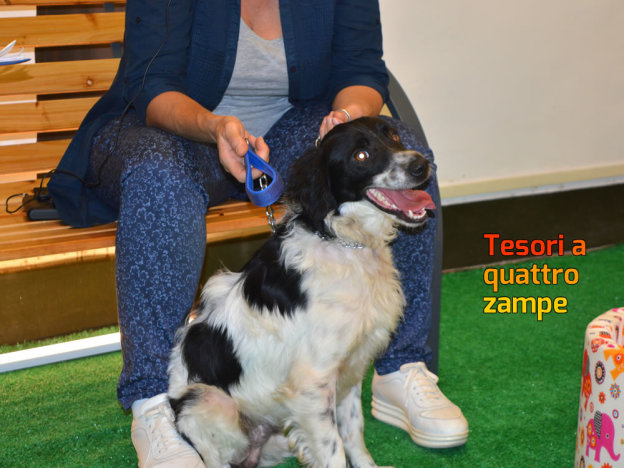 cane_skipper_dammi_una_zampa_tesori_a_quattro_zampe_buono
