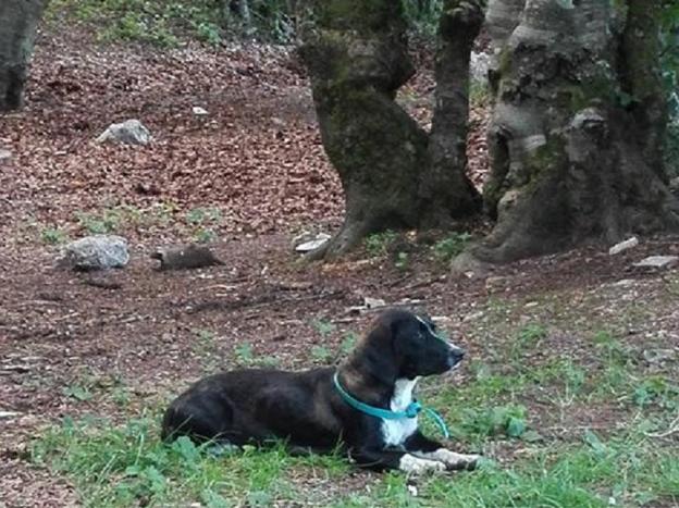 cane_terminillo_stefania_di_iorio