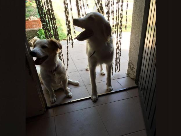 cane_torrita_tiberina_p&f