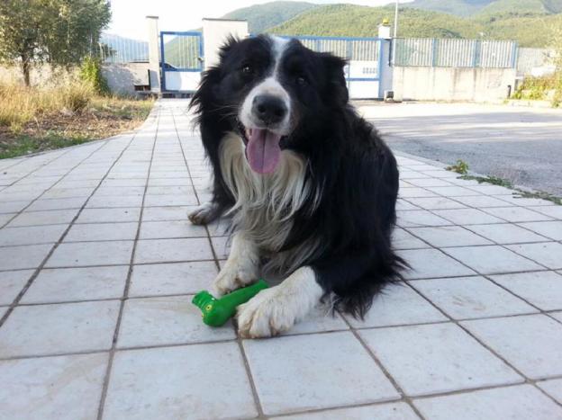 cane_vazia_border_collie_paolo_matteo