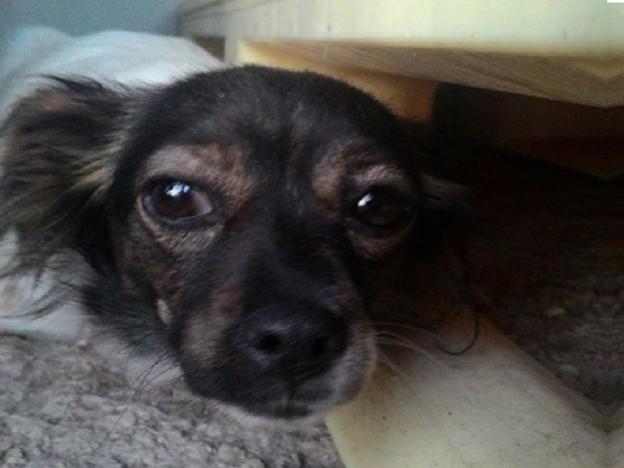 cane_via_salvo_dacquisto_sanitario_adf