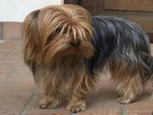 cane_yorkshire_fara_sabina_emma_spagnolo_raffy