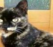 gatto_gatta_masha_veronica_chiaia_ – Copia
