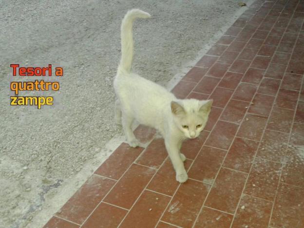 gatto_gattina_neve__daniela_camacci