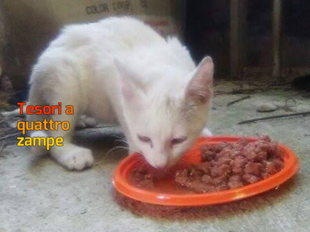 gatto_gattina_vazia_daniela_camacci