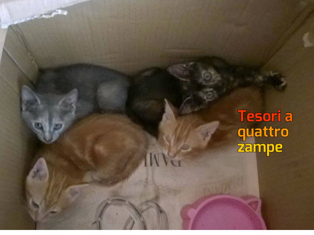 gatto_gattini_amrela_micioccoli