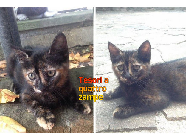 gatto_gattini_maria_elisa_paoletti