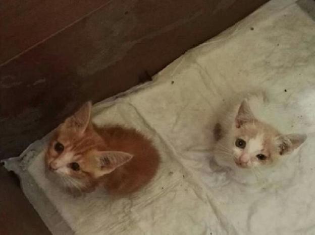 gatto_gattini_sabina_rosso_e_bianco_p&f